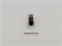 藏品(望月鍬形蟲)的圖片